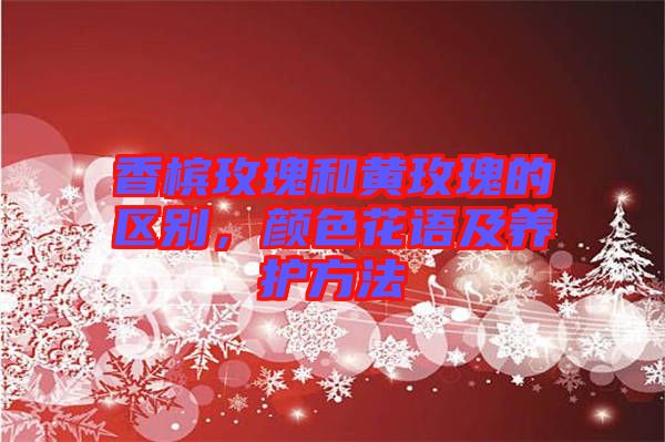香檳玫瑰和黃玫瑰的區別，顏色花語及養護方法